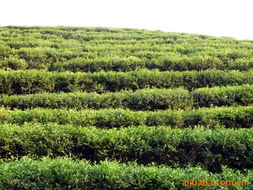湖南省吉祥天生物科技 綠茶產(chǎn)品矩陣與中草藥科技領(lǐng)域的專(zhuān)業(yè)咨詢(xún)服務(wù)